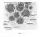 Fig. 02 - Quantitative structural assay of a nerve graft