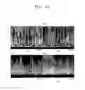 Fig. 15 - Anisotropic, transparent, electroconductive, and flexible thin film structure including vertically aligned nanolines and method for preparing same