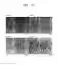 Fig. 16 - Anisotropic, transparent, electroconductive, and flexible thin film structure including vertically aligned nanolines and method for preparing same