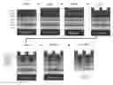 Fig. 01 - Methods of forming interdigitated back contact solar cells