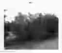 Fig. 02 - Citrus tree named 'RBB7-34'