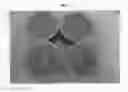 Fig. 07 - Citrus tree named 'RBB7-34'