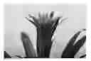 Fig. 01 - Guzmania ‘REDTIX’