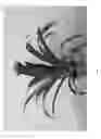 Fig. 02 - Guzmania ‘REDTIX’