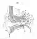 Fig. 02 - Transducer placement for growth accommodation