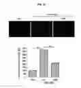 Fig. 07 - Cosmetic composition for preventing or ameliorating skin damage caused by ultraviolet light
