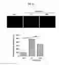 Fig. 08 - Cosmetic composition for preventing or ameliorating skin damage caused by ultraviolet light