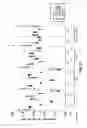 Fig. 09 - Adenovirus forumations