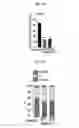 Fig. 22 - Therapeutic cationic peptides and unimolecular nanoparticles for efficient delivery thereof