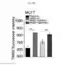 Fig. 41 - Therapeutic cationic peptides and unimolecular nanoparticles for efficient delivery thereof
