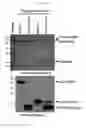 Fig. 71 - Therapeutic cationic peptides and unimolecular nanoparticles for efficient delivery thereof
