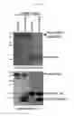 Fig. 76 - Therapeutic cationic peptides and unimolecular nanoparticles for efficient delivery thereof