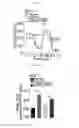 Fig. 79 - Therapeutic cationic peptides and unimolecular nanoparticles for efficient delivery thereof