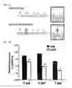 Fig. 02 - Compounds and methods for treating an epileptic disorder