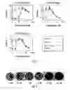 Fig. 09 - METHODS AND COMPOSITIONS FOR TREATING FLAVIVIRUSES AND PESTIVIRUSES