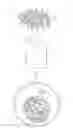 Fig. 01 - Food grade cannabis extracts and methods for their preparation