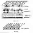 Fig. 09 - Reelin rescues cognitive function