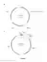 Fig. 03 - Cells for immunotherapy engineered for targeting CD38 antigen and for CD38 gene inactivation