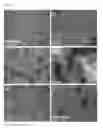 Fig. 06 - Thermoresponsive bioconjugates and their controlled delivery of cargo