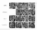 Fig. 01 - Compositions for introducing nucelic acid into cells