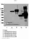 Fig. 02 - Human interferon-beta variant conjugated immunocytokine and method for preparing same