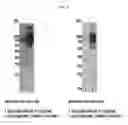 Fig. 06 - Human interferon-beta variant conjugated immunocytokine and method for preparing same