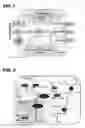Fig. 02 - ALPHA AND GAMMA-D POLYGLUTAMATED ANTIFOLATES AND USES THEREOF