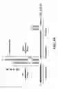 Fig. 02 - CRISPR/CAS-RELATED METHODS AND COMPOSITIONS FOR TREATING HEPATITIS B VIRUS
