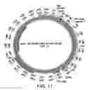 Fig. 32 - CRISPR/CAS-RELATED METHODS AND COMPOSITIONS FOR TREATING HEPATITIS B VIRUS