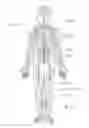 Fig. 02 - Systems and methods to place one or more leads in tissue to electrically stimulate nerves of passage to treat pain