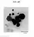 Fig. 08 - METHOD OF PRODUCING PLATE-SHAPED SILVER NANOPARTICLES