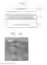 Fig. 07 - METHOD FOR PREPARING TRANSPARENT YTTRIA THROUGH HOT-PRESS SINTERING