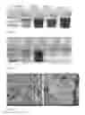 Fig. 02 - SYNTHESIS OF DEEP EUTECTIC SOLVENT CHEMICAL PRECURSORS AND THEIR USE IN THE PRODUCTION OF METAL OXIDES