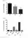 Fig. 20 - Therapeutic compounds
