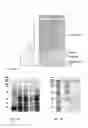 Fig. 03 - STAPHYLOCOCCAL ANTIGENS