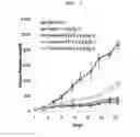 Fig. 07 - Pharmaceutical composition containing, as active ingredient, fusion protein in which tumor-penetrating peptide and anti-angiogenesis agent are fused, for preventing and treating cancer or angiogenesis-related diseases