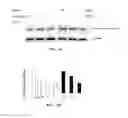 Fig. 09 - Pharmaceutical composition containing, as active ingredient, fusion protein in which tumor-penetrating peptide and anti-angiogenesis agent are fused, for preventing and treating cancer or angiogenesis-related diseases