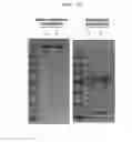 Fig. 10 - Pharmaceutical composition containing, as active ingredient, fusion protein in which tumor-penetrating peptide and anti-angiogenesis agent are fused, for preventing and treating cancer or angiogenesis-related diseases