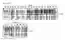 Fig. 08 - Cell-permeable bone morphogenetic protein (CP-BMP) recombinant protein and use thereof