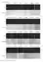 Fig. 37 - Cell-permeable bone morphogenetic protein (CP-BMP) recombinant protein and use thereof