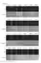 Fig. 43 - Cell-permeable bone morphogenetic protein (CP-BMP) recombinant protein and use thereof