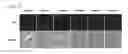 Fig. 45 - Cell-permeable bone morphogenetic protein (CP-BMP) recombinant protein and use thereof