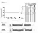 Fig. 63 - Cell-permeable bone morphogenetic protein (CP-BMP) recombinant protein and use thereof
