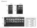 Fig. 67 - Cell-permeable bone morphogenetic protein (CP-BMP) recombinant protein and use thereof