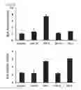 Fig. 79 - Cell-permeable bone morphogenetic protein (CP-BMP) recombinant protein and use thereof