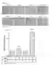 Fig. 80 - Cell-permeable bone morphogenetic protein (CP-BMP) recombinant protein and use thereof