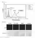 Fig. 87 - Cell-permeable bone morphogenetic protein (CP-BMP) recombinant protein and use thereof