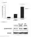 Fig. 89 - Cell-permeable bone morphogenetic protein (CP-BMP) recombinant protein and use thereof