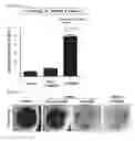 Fig. 92 - Cell-permeable bone morphogenetic protein (CP-BMP) recombinant protein and use thereof