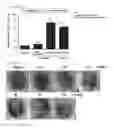 Fig. 93 - Cell-permeable bone morphogenetic protein (CP-BMP) recombinant protein and use thereof